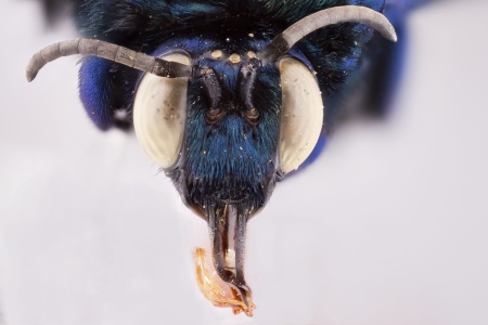 [Acanthopus female (anterior/face view) thumbnail]